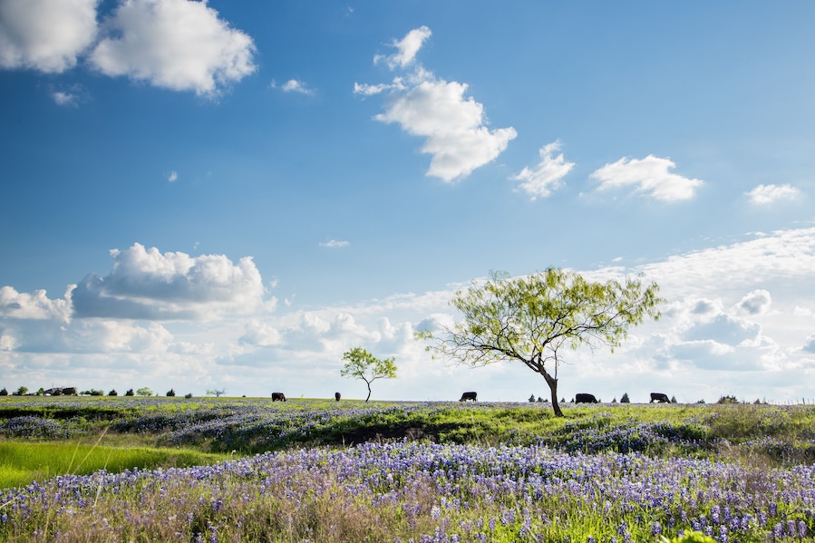 Texas Bluebonnet filed and farmland in Ennis