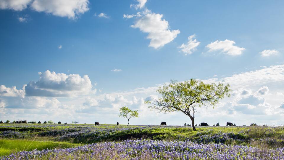 A field of purple flowers under a blue sky with scattered clouds and a single tree.