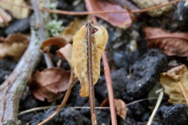"The Southern Flannel Moth, is an attractive small moth that is best-known because of its larva. They have venomous spines that can cause a painful sting and inflammation lasting for several days 😬 The puss caterpillar, is one of the most venomous caterpillars in the United States