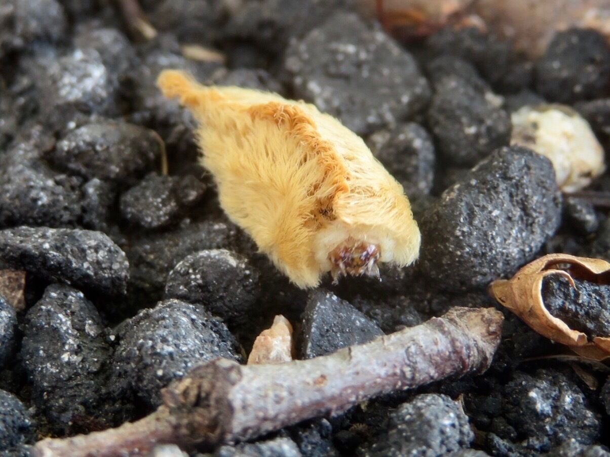 "The southern Flannel Moth, is an attractive small moth that is best-known because of its larva. They have venomous spines that can cause a painful sting and inflammation lasting for several days 😬 The puss caterpillar, is one of the most venomous caterpillars in the United States