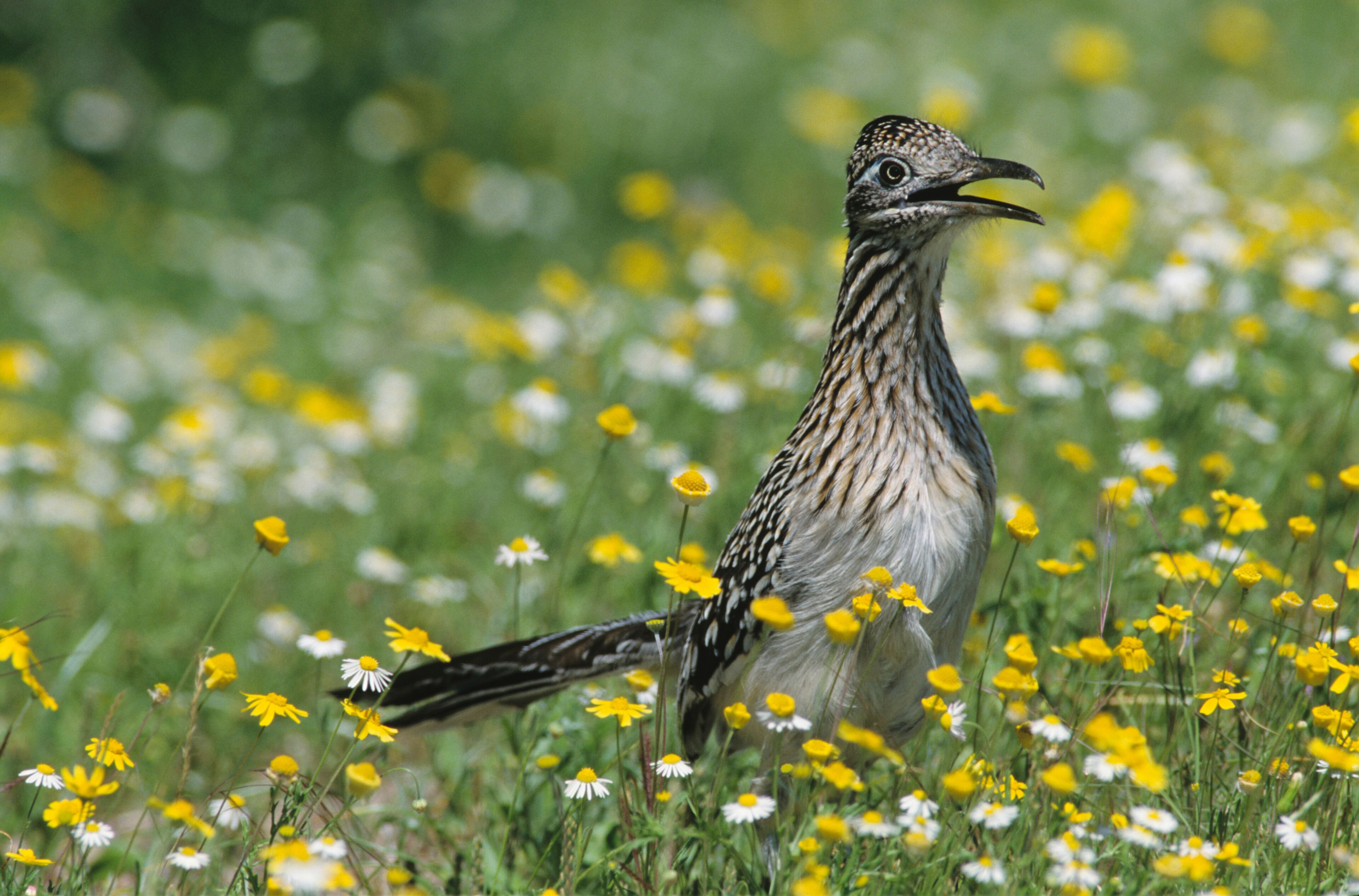Greater Roadrunner, Geococcyx californianus,adult in wildflowers, Choke Canyon State Park, Texas, USA, April