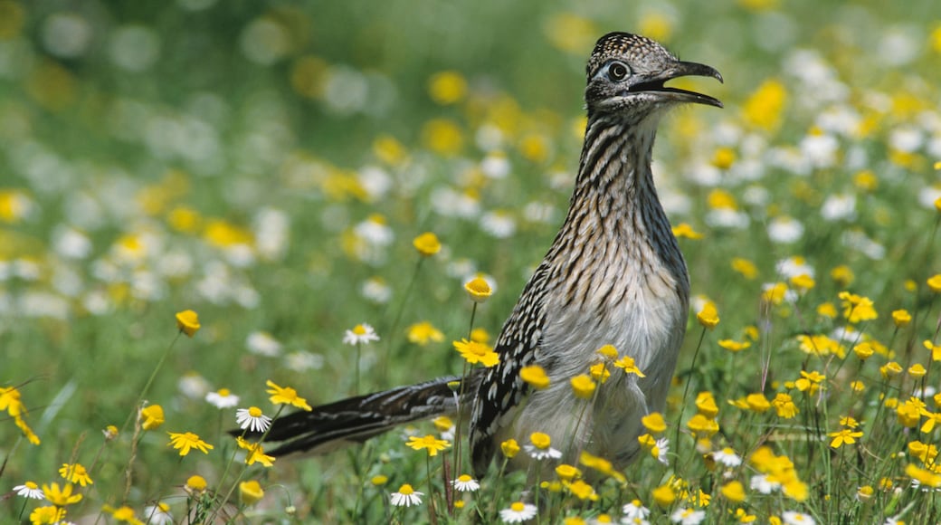 Greater Roadrunner, Geococcyx californianus,adult in wildflowers, Choke Canyon State Park, Texas, USA, April