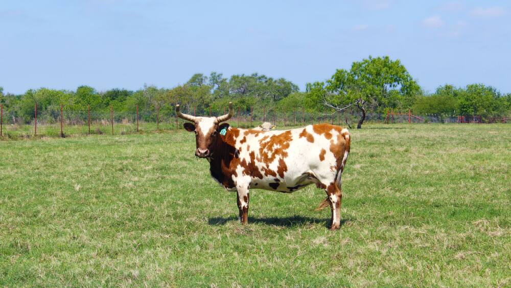 Cow on Ranch Refugio Texas