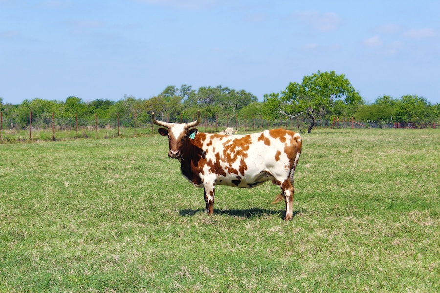 Cow on Ranch Refugio Texas