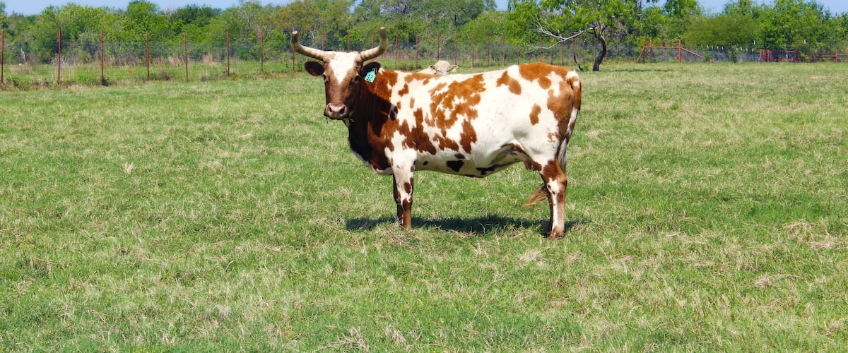 Cow on Ranch Refugio Texas