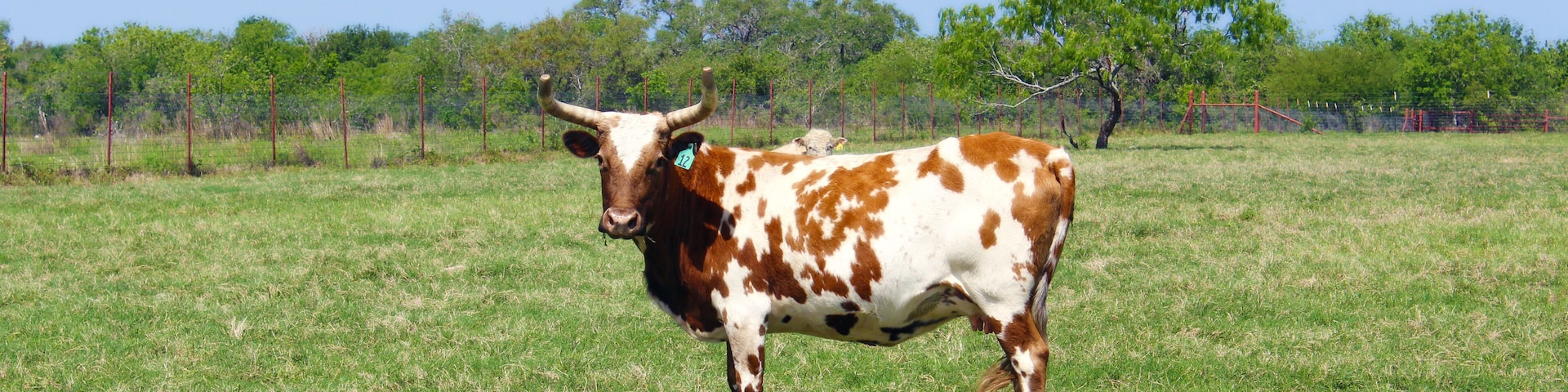 A cow standing in a grassy field with trees in the background.