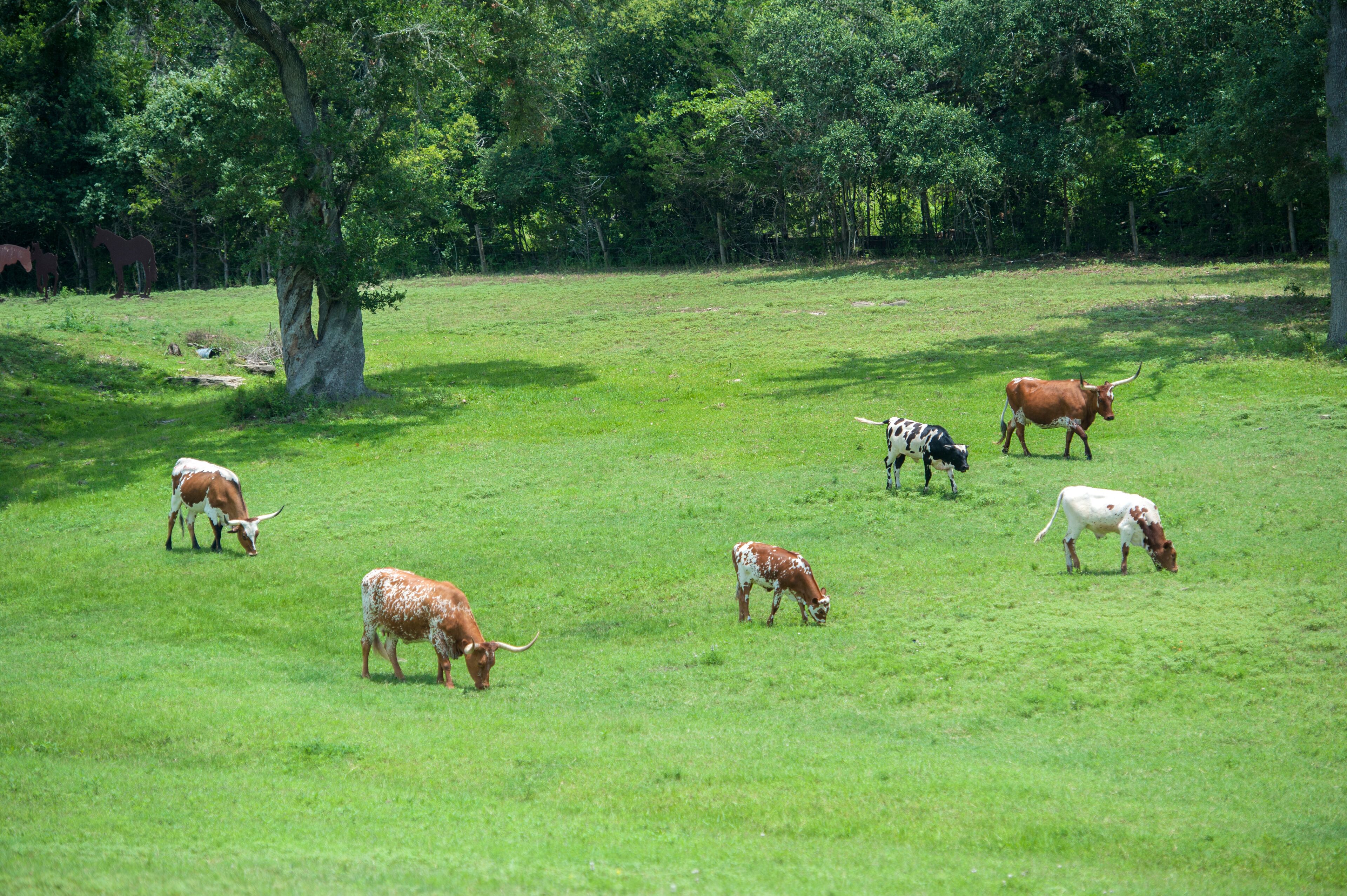Texas Longhorn Steer, Round Top, Texas, Usa