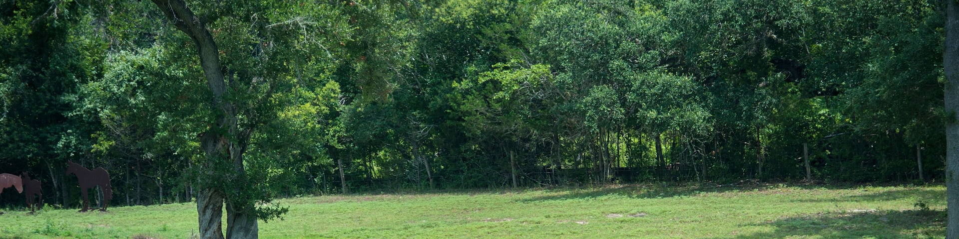 Texas Longhorn Steer, Round Top, Texas, Usa