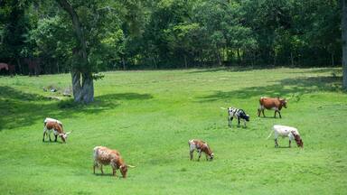 Texas Longhorn Steer, Round Top, Texas, Usa