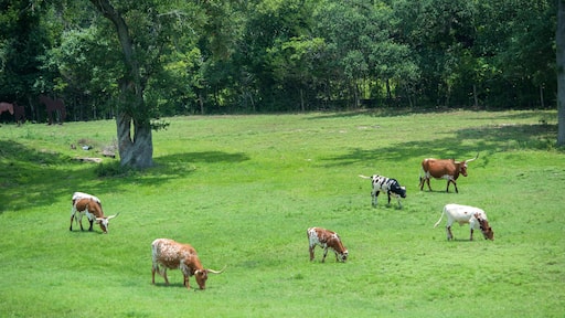 Texas Longhorn Steer, Round Top, Texas, Usa