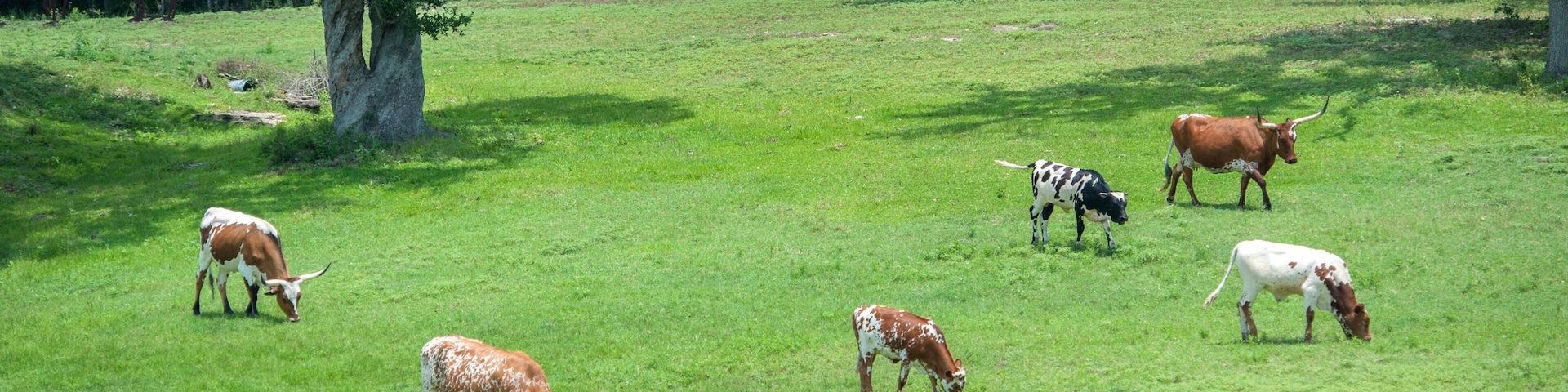 Texas Longhorn Steer, Round Top, Texas, Usa