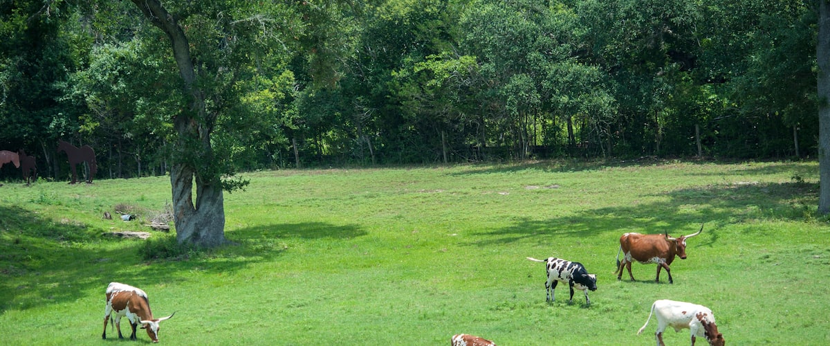 Texas Longhorn Steer, Round Top, Texas, Usa