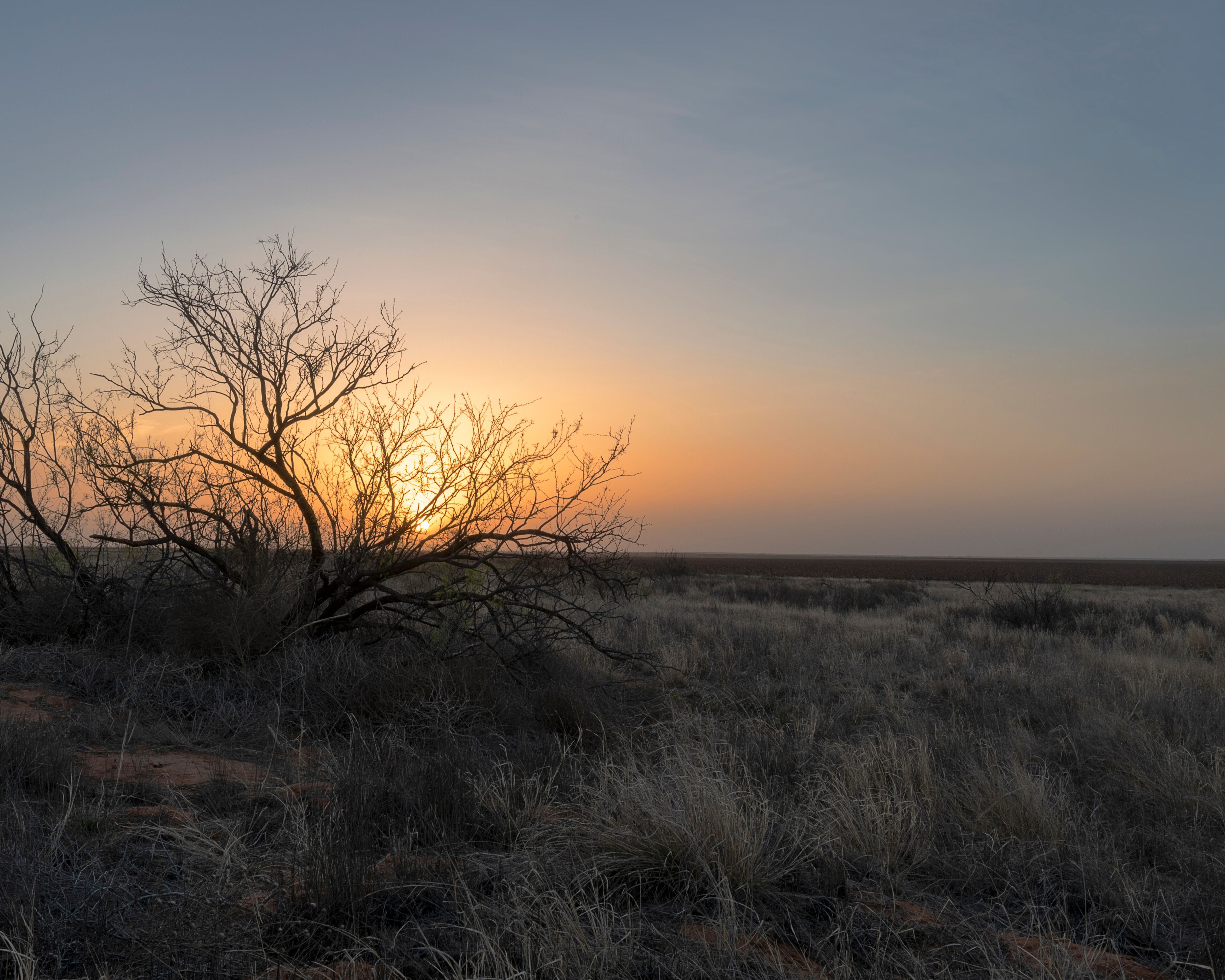 Mesquite Bush at Sunrise near Seminole Texas