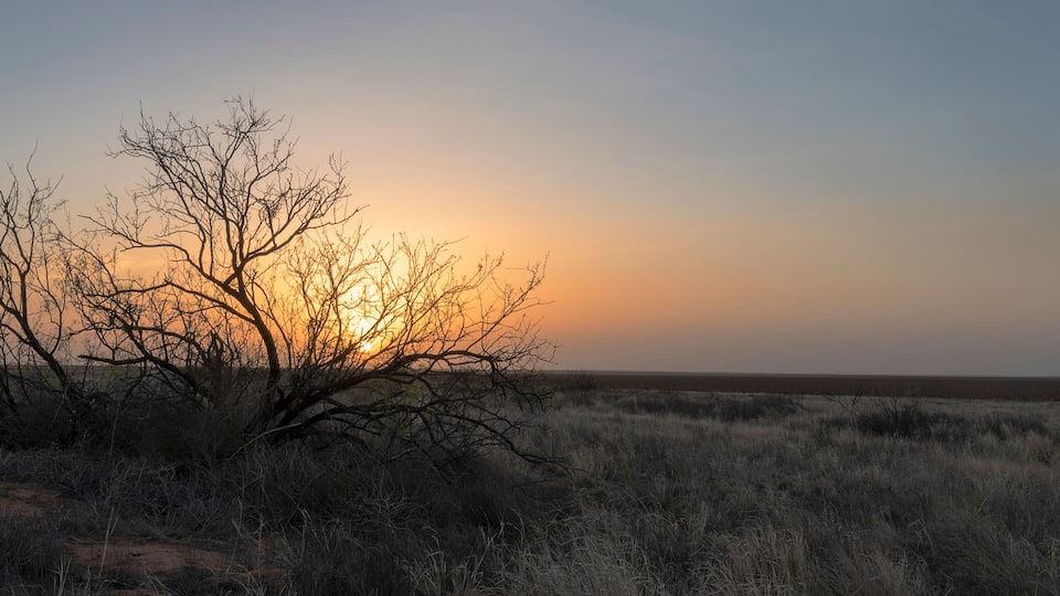 A sunset over a dry grassland with sparse trees silhouetted against the sky.
