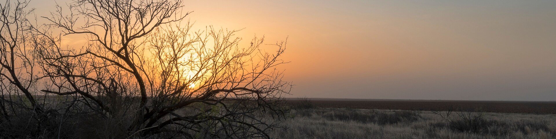 Un atardecer sobre una pradera seca con algunos árboles recortados contra el cielo.