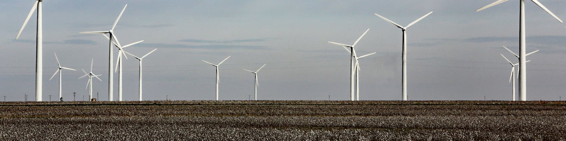 Wind and cotton farm, Snyder, Texas