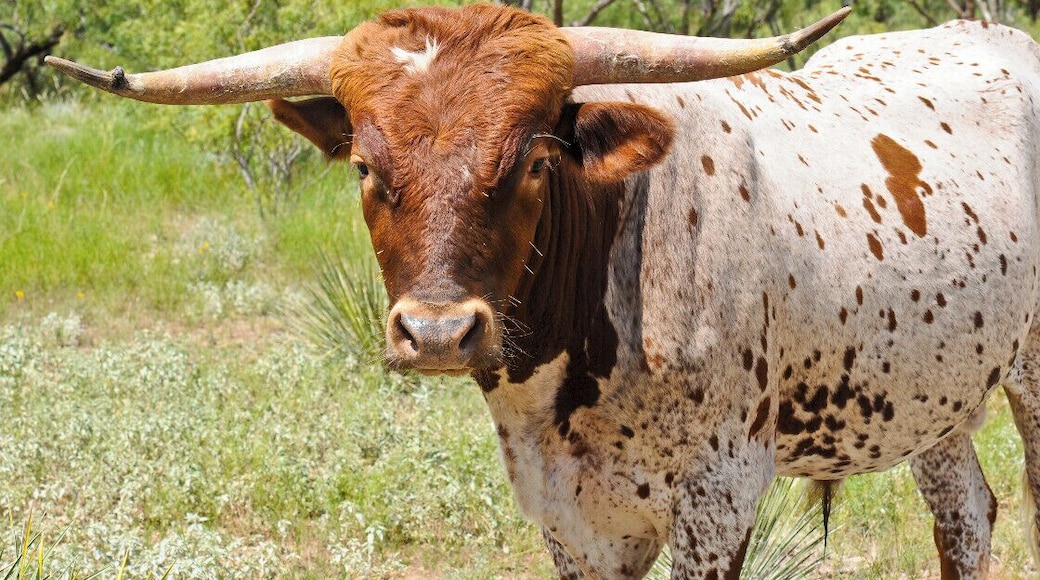 Mini Takes the States 2014 Road Rally Lubbock to Austin Leg:
Texas Longhorns with elite genetics can often fetch up to $40,000. The breed is mostly used as a beef stock these days but many Texas ranchers keep keep them for their link to Texas history.
#MTTS2014 #minitakesthestates #go11