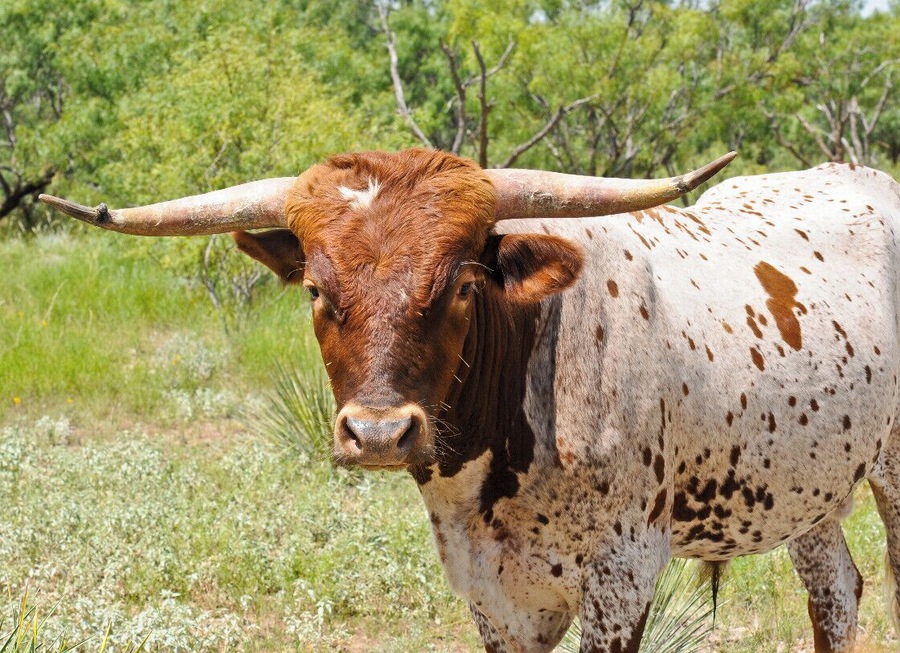 Mini Takes the States 2014 Road Rally Lubbock to Austin Leg:
Texas Longhorns with elite genetics can often fetch up to $40,000. The breed is mostly used as a beef stock these days but many Texas ranchers keep keep them for their link to Texas history.
#MTTS2014 #minitakesthestates #go11