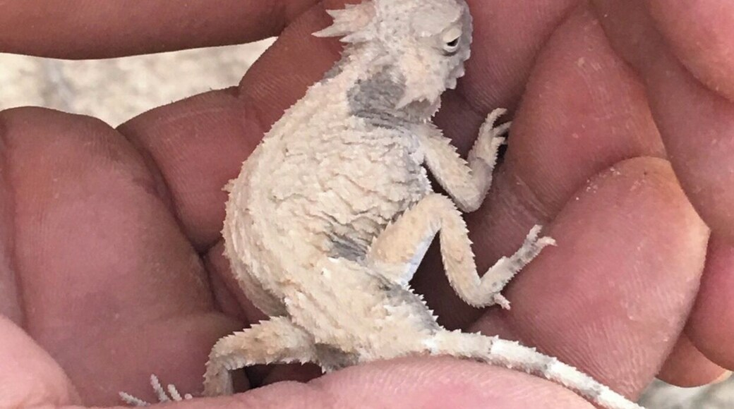 Horned Lizard was way more gentle than I imagined