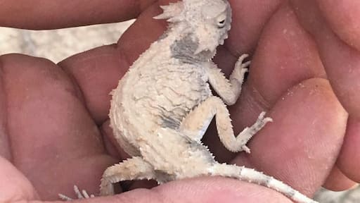 Horned Lizard was way more gentle than I imagined