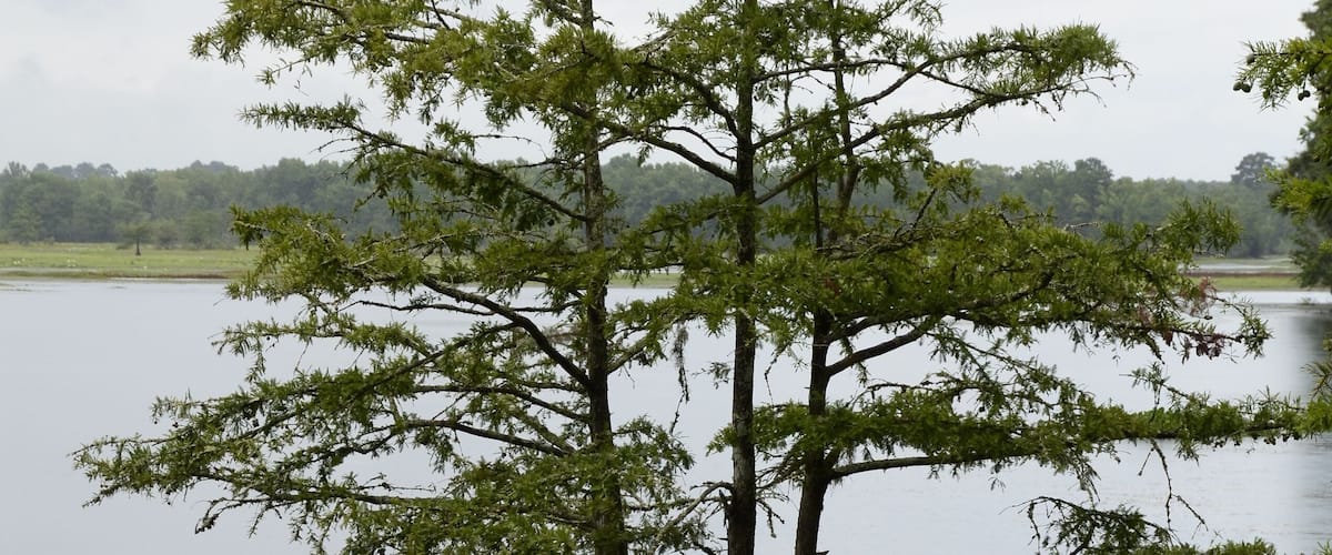 Un árbol se alza en un cuerpo de agua, con un cielo nublado al fondo.