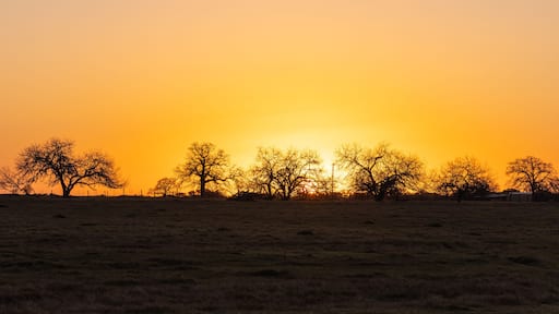 A golden sunrise in south Texas.