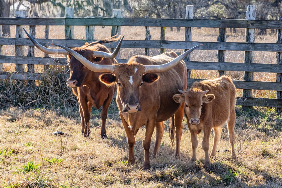 Longhorn cattle on a Texas ranch.