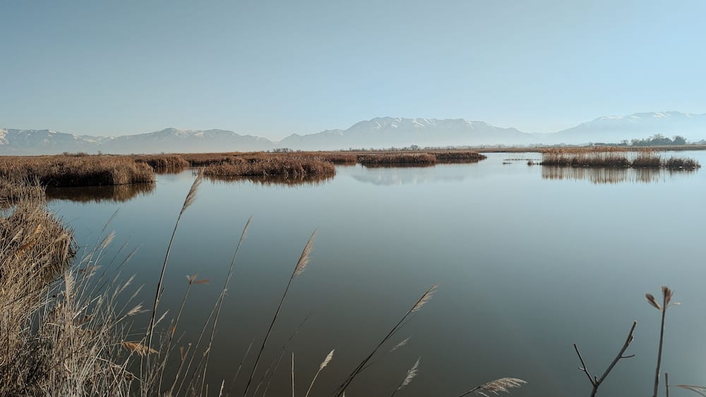 A calm lake with reeds and mountains in the background.
