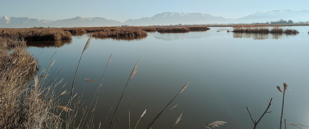 Un lago tranquilo con juncos y montañas al fondo.