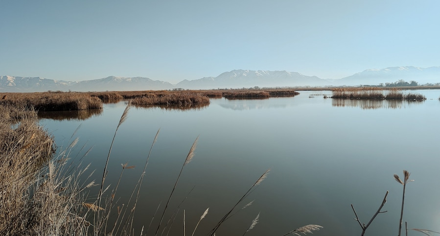 A calm lake with reeds and mountains in the background.