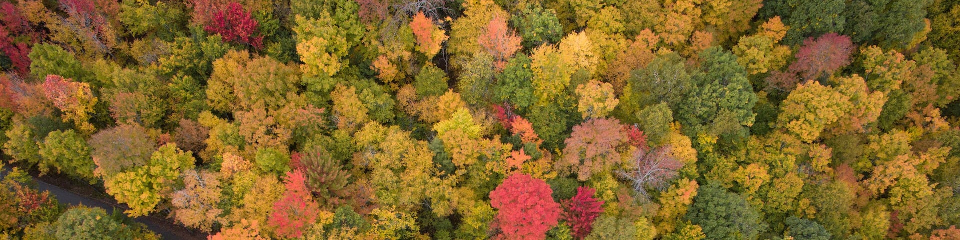 Colorful trees reach peak foliage in Vermont