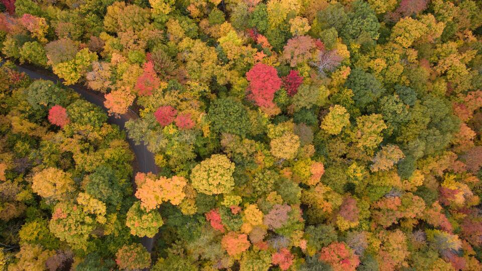 Colorful trees reach peak foliage in Vermont
