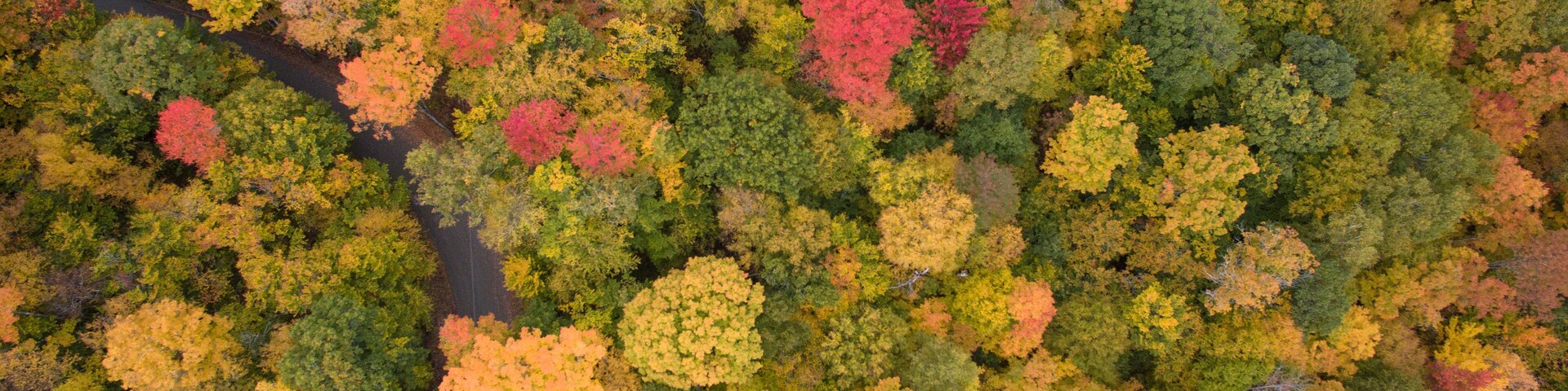 Colorful trees reach peak foliage in Vermont