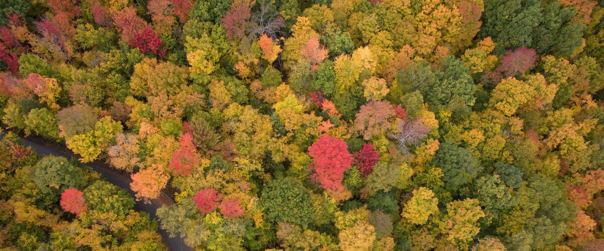An aerial view of a dense forest with a variety of trees displaying autumn colors.