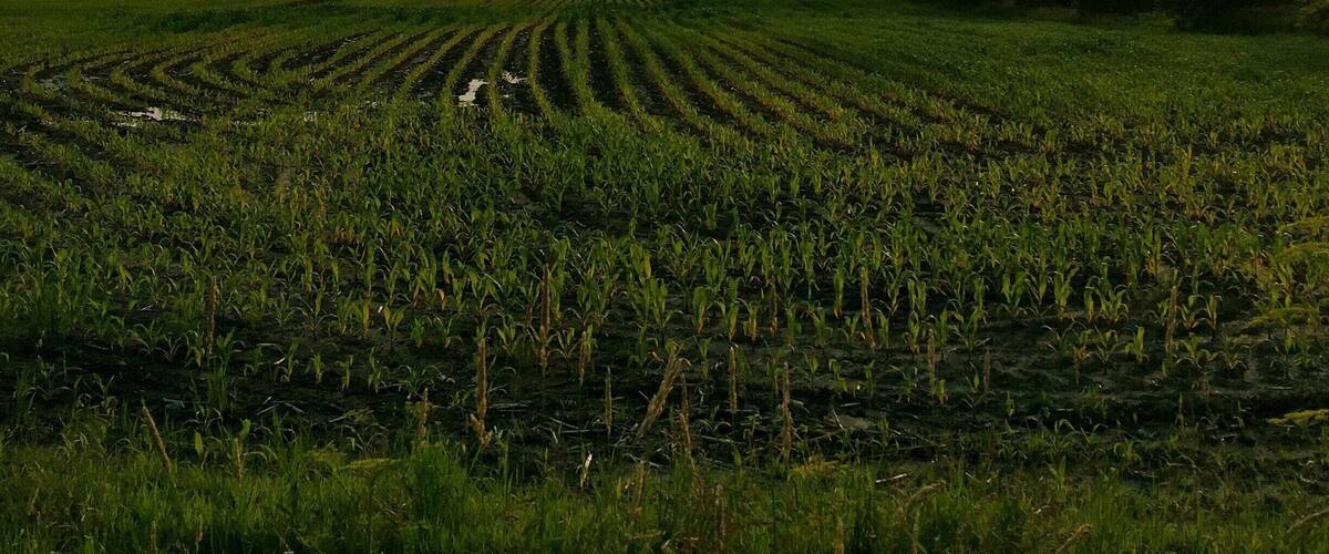 A vast agricultural field with rows of crops under a clear sky.