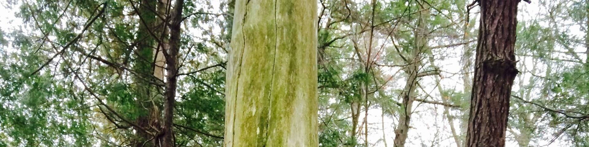 Un gran árbol con raíces cubiertas de musgo en un bosque.