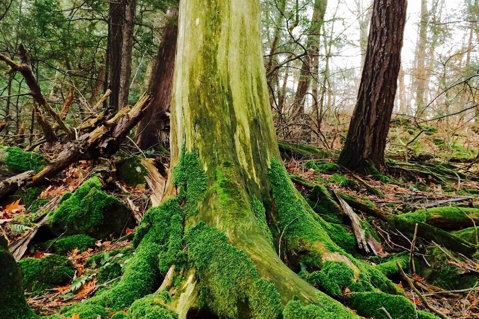 Un gran arbre amb arrels cobertes de molsa en un bosc.