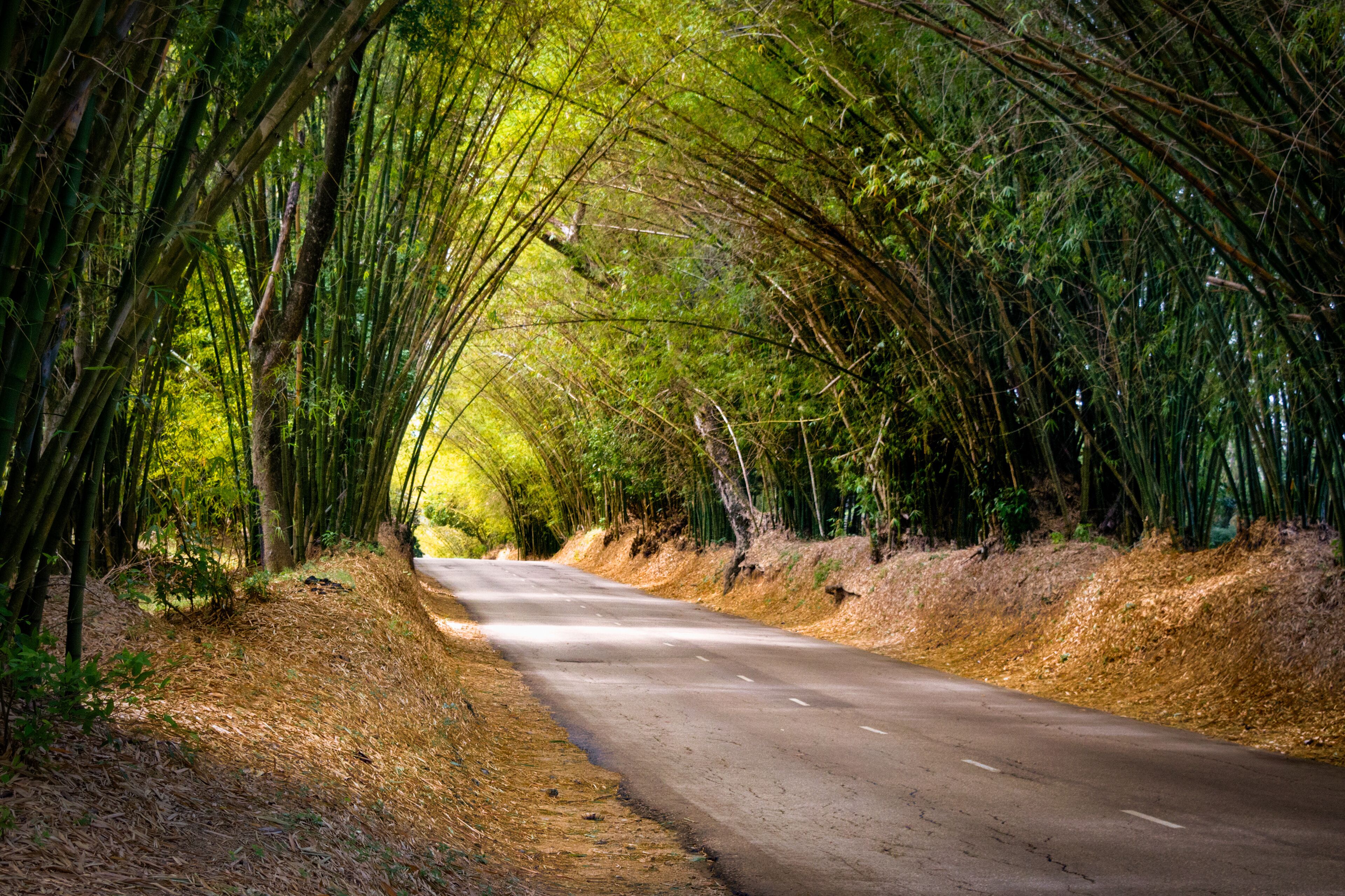 Sunset at Bamboo Avenue in Jamaica