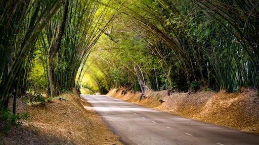 Sunset at Bamboo Avenue in Jamaica