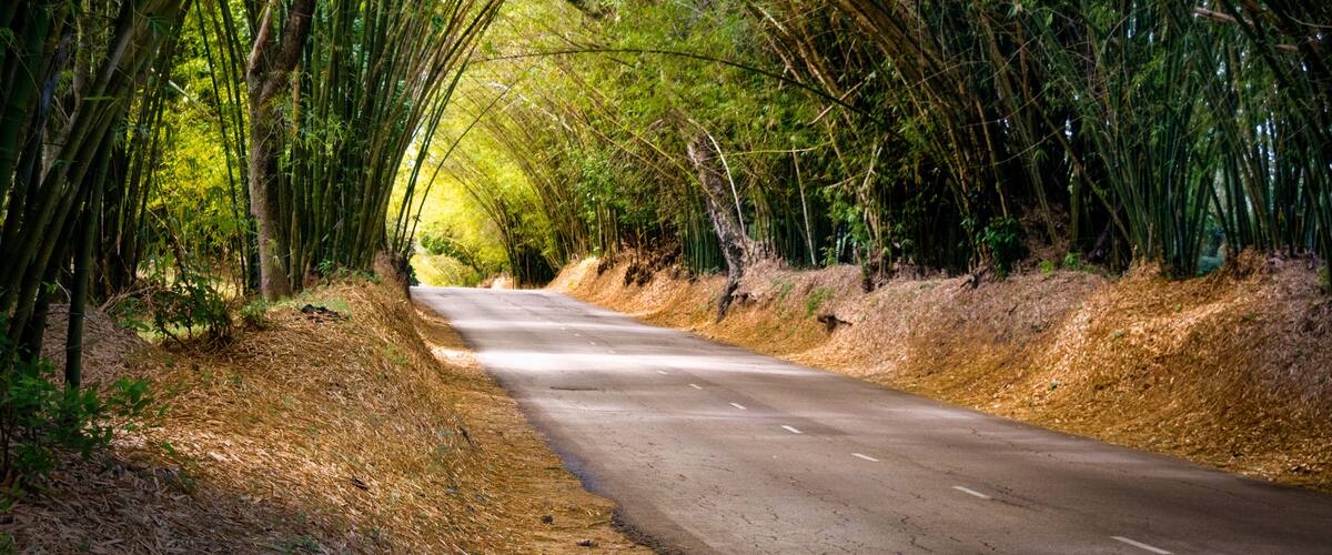 A road flanked by dense bamboo groves.