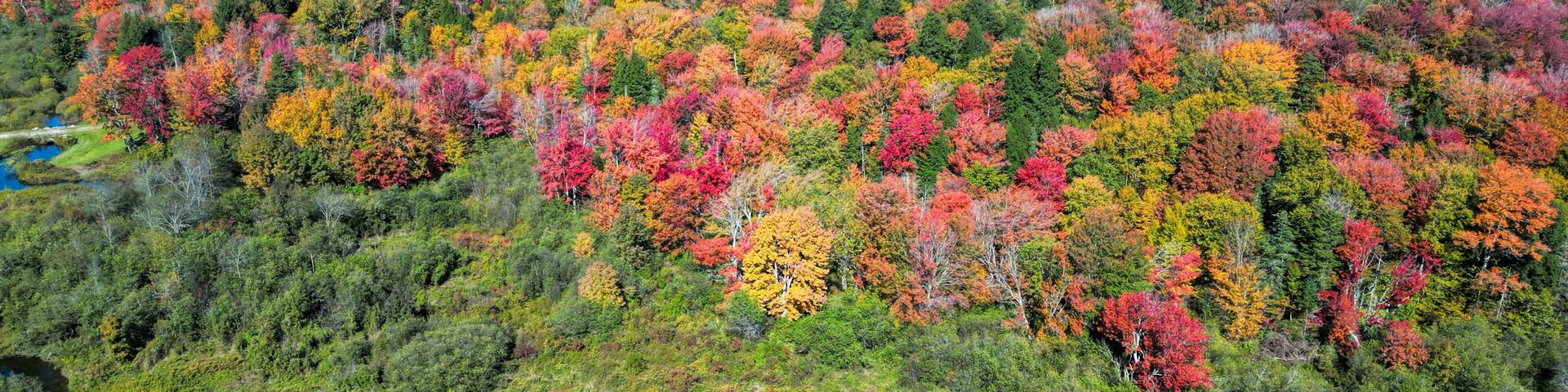 Aerial view of Vermont foliage in fall