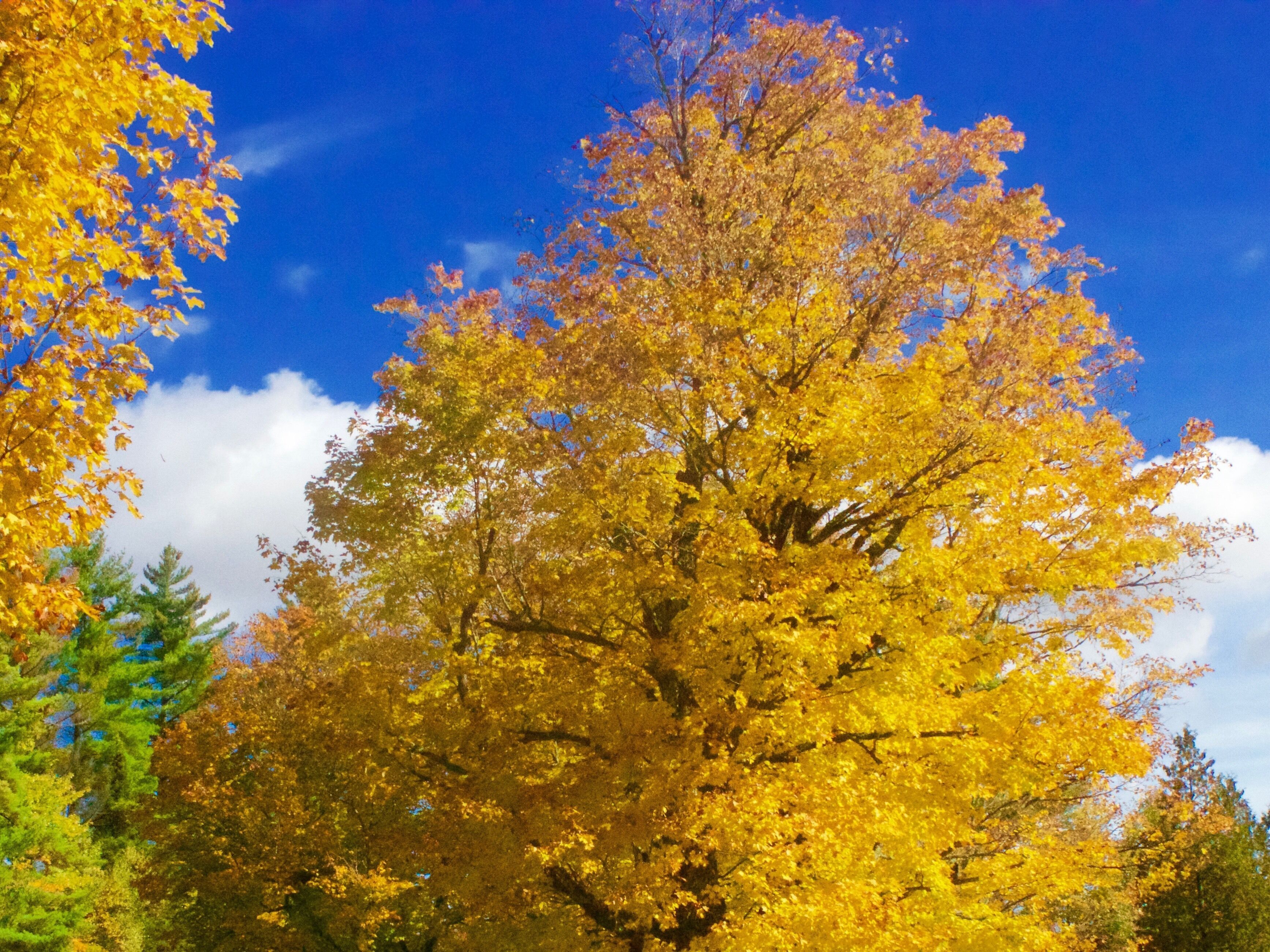 Stannard Mountain Road, Vt
A quiet final rest.