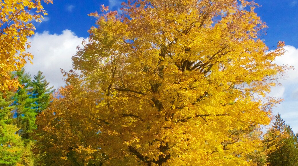 Stannard Mountain Road, Vt
A quiet final rest.