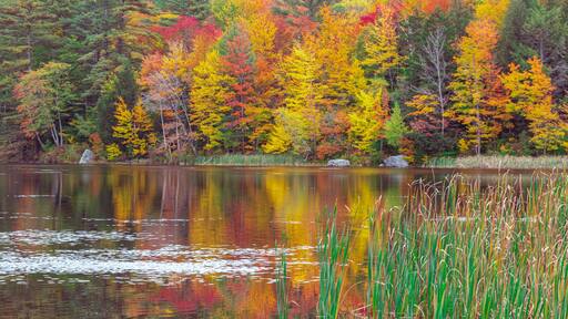 autumn trees reflected in water