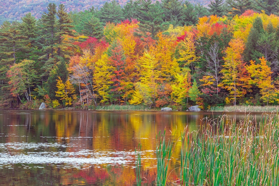 autumn trees reflected in water