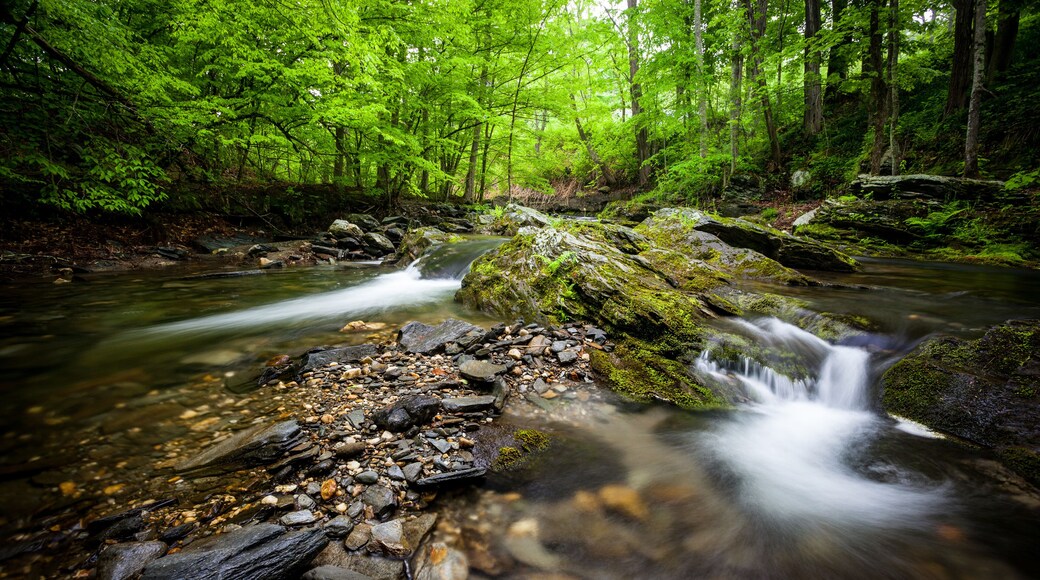 Small waterfalls in a woodland stream surrounded by mossy rocks