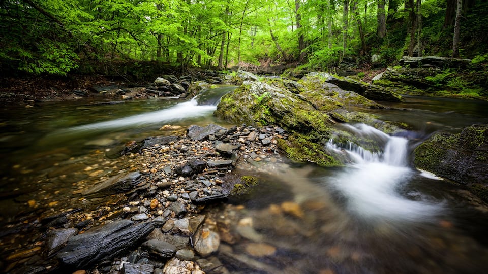 A stream flowing over rocks in a forest with dense green foliage.