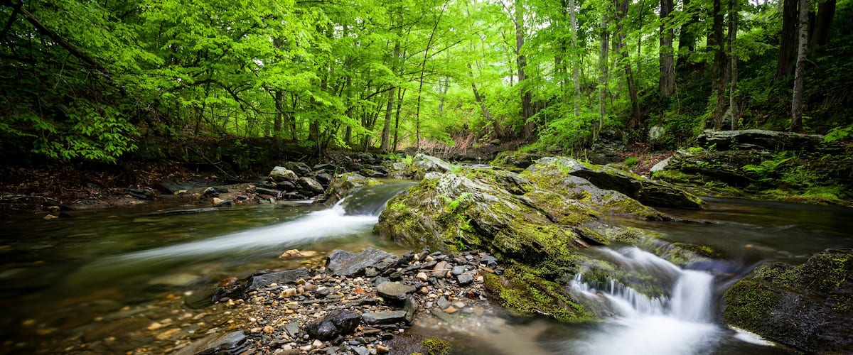 A stream flowing over rocks in a forest with dense green foliage.