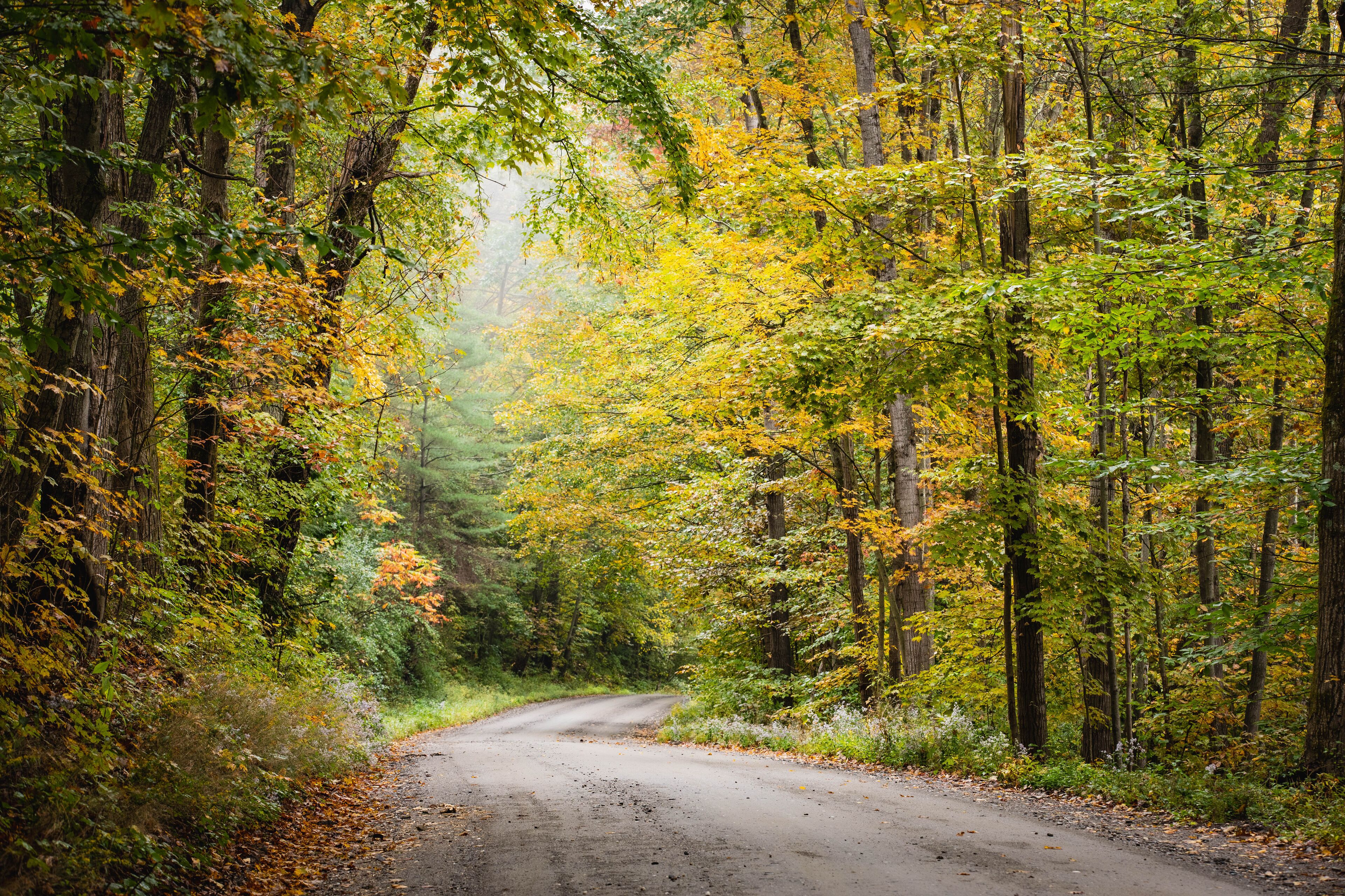 Autumn trees frame a dirt road in the countryside