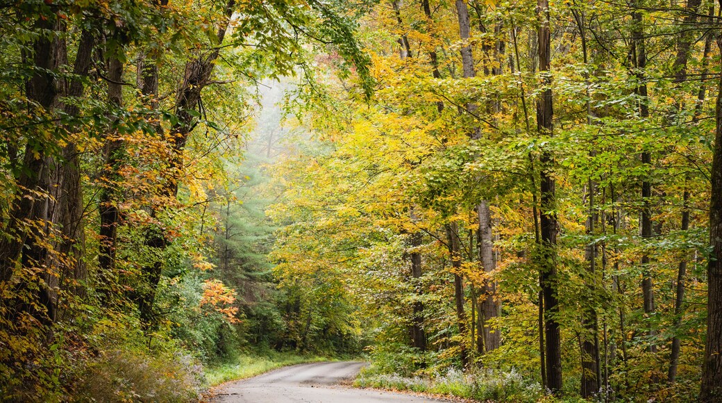 Autumn trees frame a dirt road in the countryside